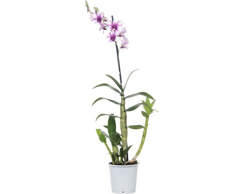Orchidea FloraSelf Dendrodium Hybride 'Polar Fire' 12kový kvetináč bielo-ružová