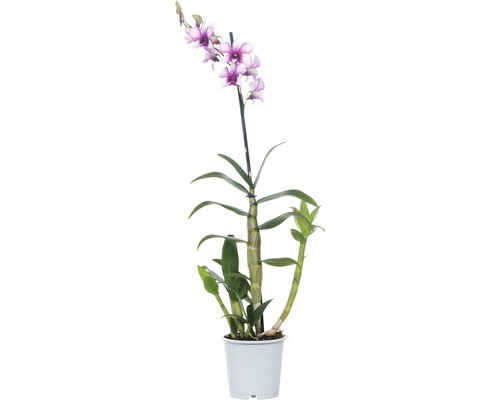 Orchidea FloraSelf Dendrodium Hybride 'Polar Fire' 12kový kvetináč bielo-ružová Orchidea v kvetináči s fialovo-bielymi kvetmi
