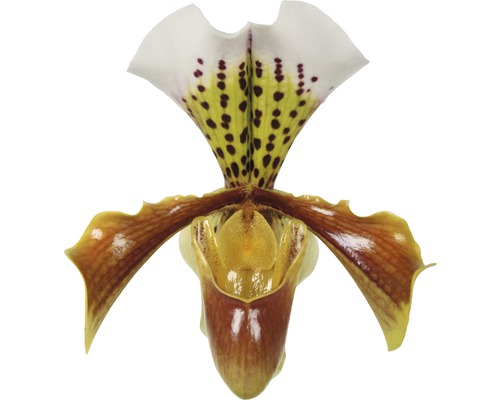 Orchidea FloraSelf Paphiopedilum hybrid 'USA' 35-45 cm kvetináč Ø 12 cm 1 výhonok Samostatný kvet papučky