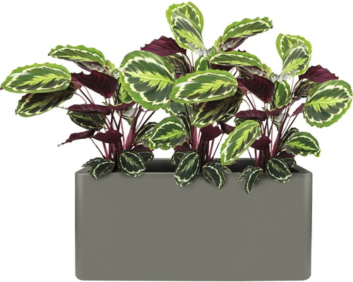 Modlivka v obdĺžnikovom kvetináči