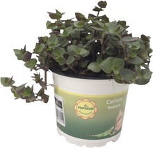 Izbová rastlina Callisia Repens v kvetináči