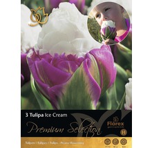 Balenie troch cibuliek tulipánu Ice Cream