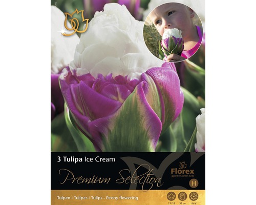 Balenie troch cibuliek tulipánu Ice Cream