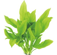 Akvarijná rastlina so širokými zelenými listami