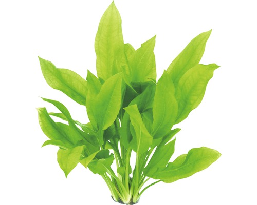 Akvarijná rastlina so širokými zelenými listami