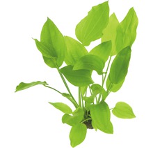Akvarijná rastlina so zelenými listami