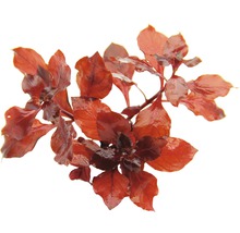 Červená Ludwigia vodná rastlina pre akváriá