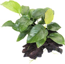 Akvarijná rastlina na koreňovom dreve