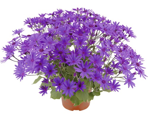 Kvetináč s popolčekmi