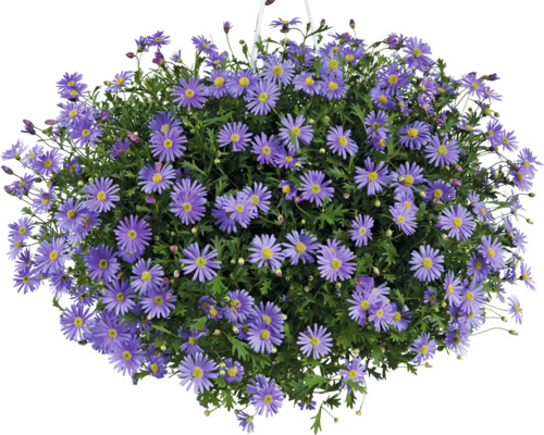 Krátkochĺpok, sedmokráska modrá Brachyscome kvetináč Ø 12 cm