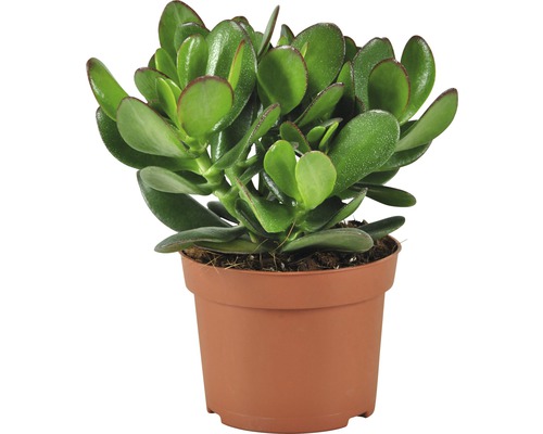 Tučnolist vejčitý FloraSelf Crassula 'Magical Tree' výška cca 25 cm kvetináč Ø 12 cm Tučnolist v kvetináči