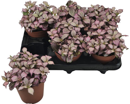 Fitónia Verschaffeltova FloraSelf Fittonia verschaffeltii 'Zalm Star' výška 12-19 cm kvetináč Ø 12 cm