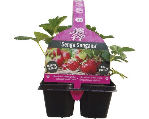 Sadenica jahody Senga Sengana v kvetináči