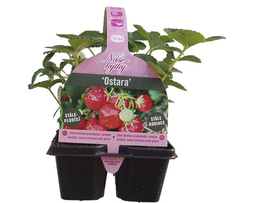 Sadenica jahody Ostara v kvetináči