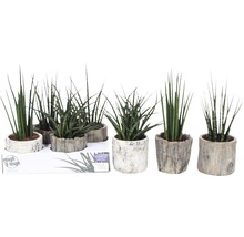 Niekoľko rastlín Sansevieria v kvetináčoch s kamenným vzhľadom