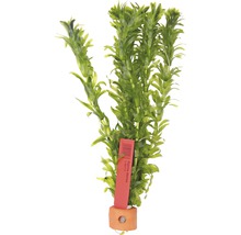 Akvarijná rastlina vodného moru s etiketou