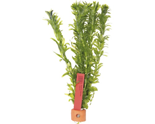 Akvarijná rastlina vodného moru s etiketou