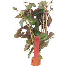 Ludwigia repens vodná rastlina v kvetináči