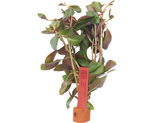 Ludwigia repens vodná rastlina v kvetináči