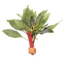 Vodná rastlina so zelenými listami, Hygrophila corymbosa