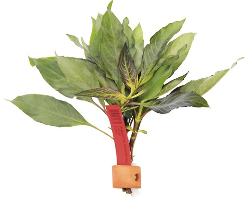 Vodná rastlina so zelenými listami, Hygrophila corymbosa