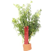 Limnophila sessiliflora vodná rastlina v hlinenom kvetináči