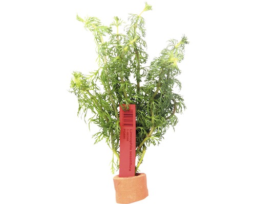 Limnophila sessiliflora vodná rastlina v hlinenom kvetináči