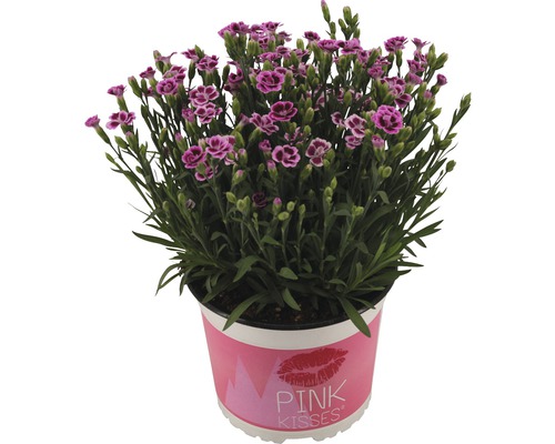 Klinček FloraSelf Dianthus caryophyllus 'Pink Kisses' kvetináč Ø 17 cm