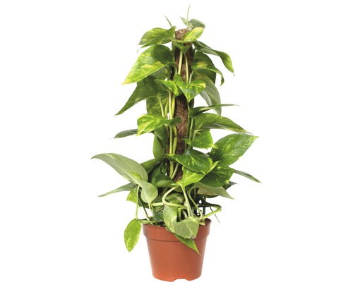 Potosovec zlatý žlto panašovaný FloraSelf Scindapsus aureum 50-60 cm kvetináč Ø 15 cm