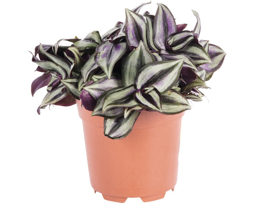 Tradescantia zebra v kvetináči