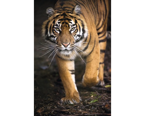 Obraz na plátne 2.709.301 tiger 60x90 cm