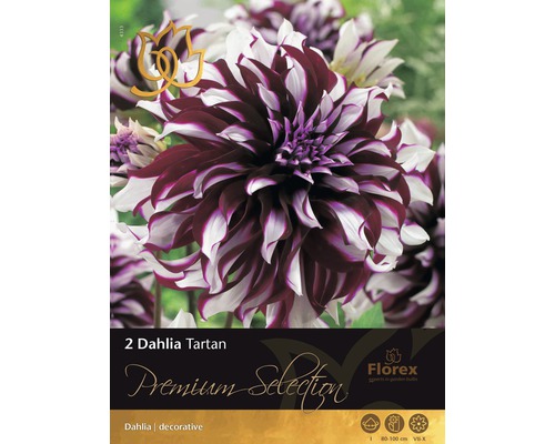 Dálie Premium 'Tartan' fialovo-biele 2 ks