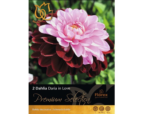 Dálie Premium 'Daria in Love' fialovo-ružové 2 ks