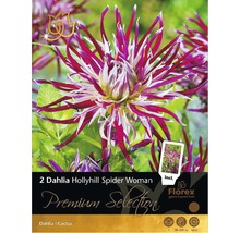 Balenie dvoch cibuliek georgíny Hollyhill Spider Woman