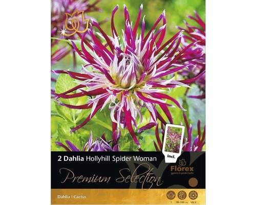 Dálie Florex Premium Selection 'Holly Hill Spider Women' červeno-fialové 2 ks