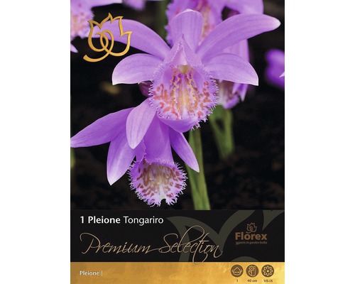 Plejonka Premium Pleione 'Tongariro' ružová 1 ks
