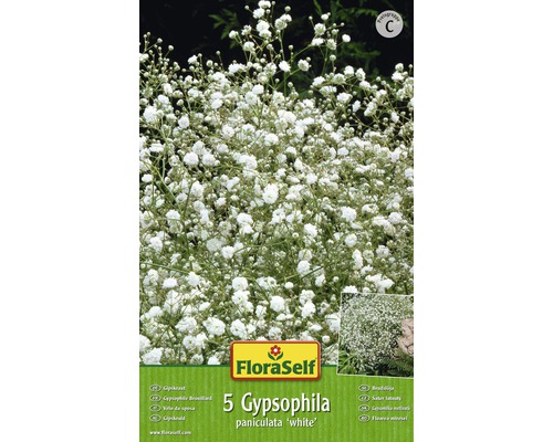 Gypsophyla FloraSelf® biela 5 ks