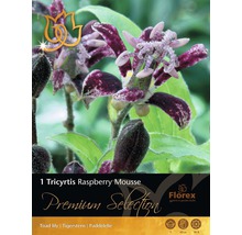 Tricyrtis Raspberry Mousse záhradná rastlina
