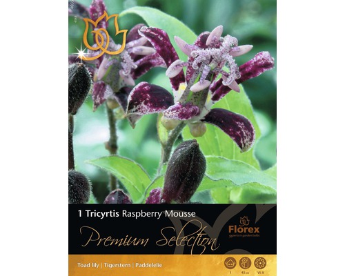 Liliovka'Tricyrtis Raspberry' fialová 1 ks