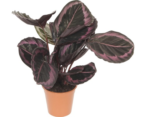 Kalatea FloraSelf Calathea kultivar 'Suprise Star' výška 30-40 cm kvetináč Ø 14 cm