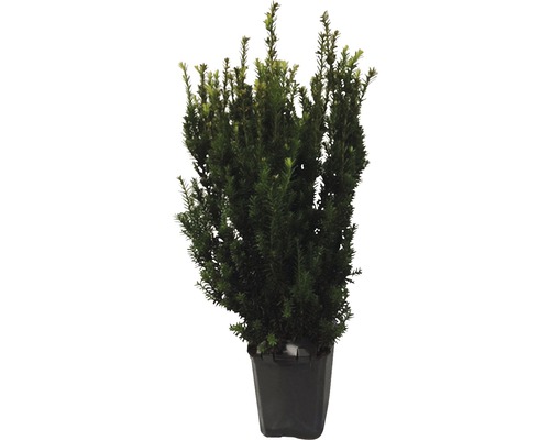 Tis prostredný samčí FloraSelf Taxus media 'Hillii' 60-80 cm v click kvetináči-0