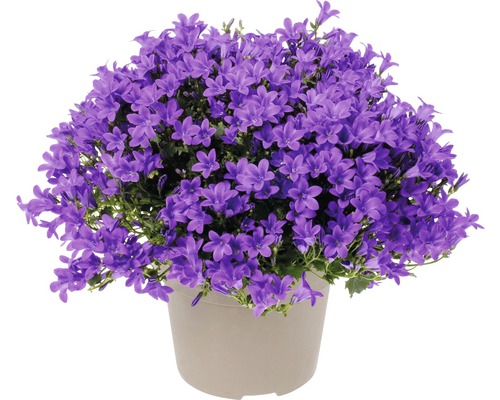 Zvonček FloraSelf Campanula portenschlagiana 'Intens Purple' kvetináč Ø 12 cm