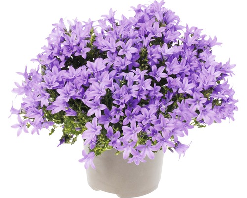 Zvonček FloraSelf Campanula portenschlagiana 'Lavender' kvetináč Ø 20 cm