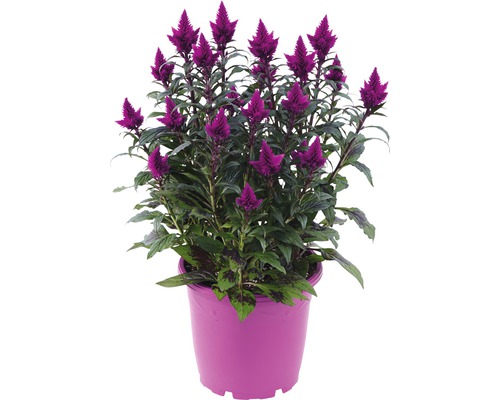 Plamenník strieborný FloraSelf Celosia argentea caracas kvetináč Ø 25 cm