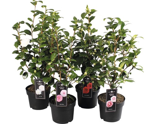 Kamélia FloraSelf Camellia japonica 40-60 cm kvetináč Ø 19 cm 1 ks, rôzne druhy Kamélie v kvetináčoch s rôznymi farbami kvetov