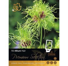 Balenie okrasného cesnaku Allium Hair, obsahuje 15 cibuľovín