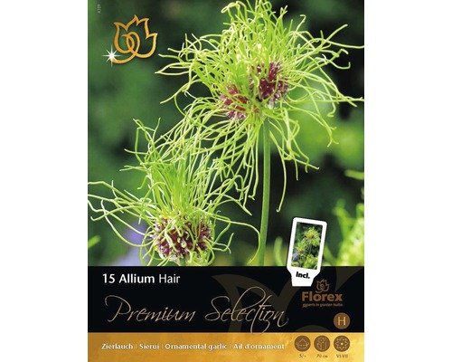 Balenie okrasného cesnaku Allium Hair, obsahuje 15 cibuľovín