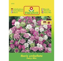 Semenárska súprava štiavničky Iberis umbellata Fairy Mix
