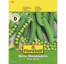 Hrach siaty Kleine Rheinländerin semená FloraSelf