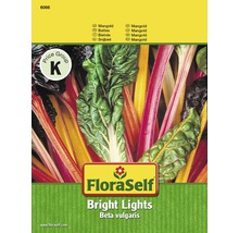 Mangold 'Bright Lights' FloraSelf-thumb-0